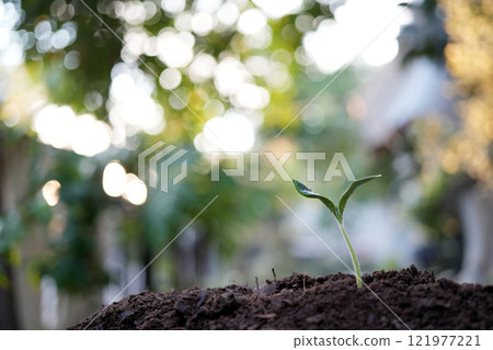 small growing sprout plant growing macro closeup 121977221