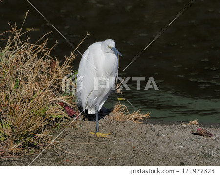 Pelecaniformes, Heronidae, Little Egret Pelecaniformes, Heronidae, Little Egret 121977323
