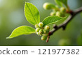 Fresh green leaves and budding fruit on a branch, showcasing early spring growth in a natural setting 121977382