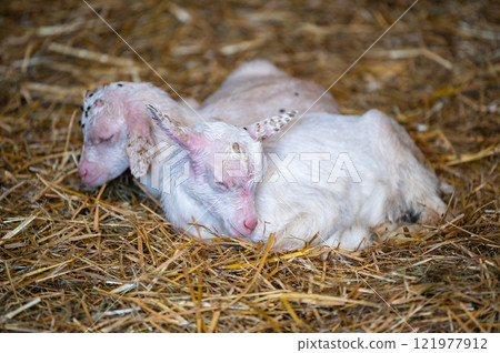 Two little goat in the straw Two little goat in the straw 121977912
