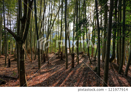 Backlit light and shadows: A beautiful bamboo forest Backlit light and shadows: A beautiful bamboo forest 121977914