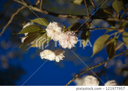 Cherry blossoms shining against the sun Cherry blossoms shining against the sun 121977957