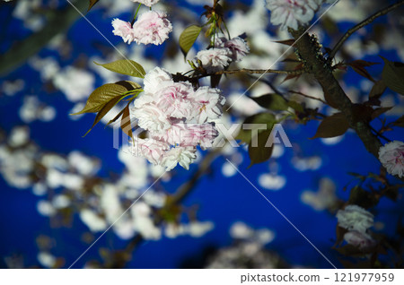 櫻花背光 121977959