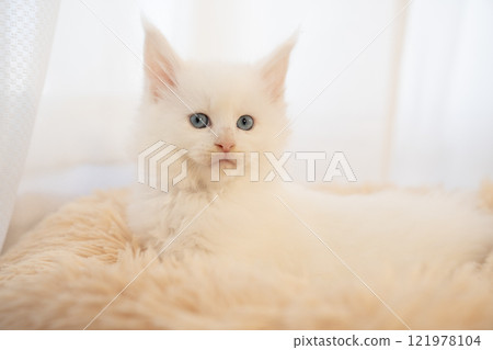 White Maine Coon kitten in a fluffy white bed 121978104