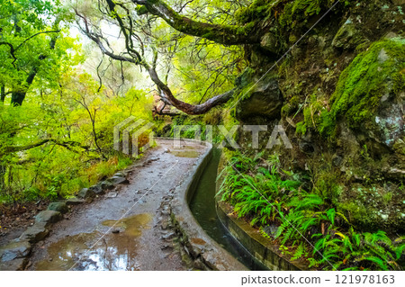 Narrow path along a stone gutter with smoothly flowing water on a mountainside among dense forest, Madeira, Portugal 121978163