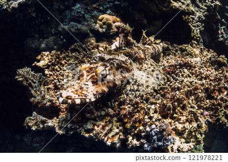 Stone fish hide and camouflage themselves on coral Stone fish hide and camouflage themselves on coral 121978221