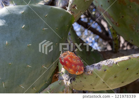 Opuntia cactus with orange fruit, Sicily, Italy 121978339