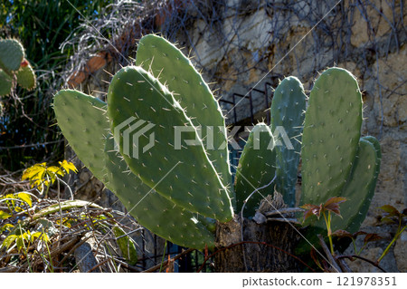 Opuntia cactus in the sunlight, Sicily, Italy 121978351