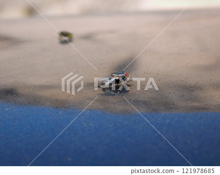 Large grey fly. Large grey fly. 121978685