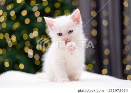 Cute white kitten on Christmas background with bokeh 121978924
