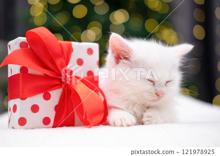 Cute white kitten on Christmas background with bokeh 121978925