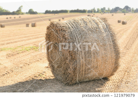 Bale of dry flax on the field Bale of dry flax on the field 121979079