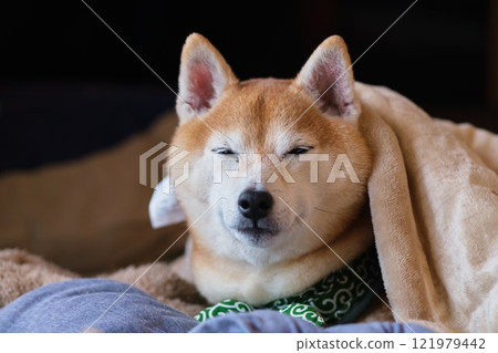 Shiba Inu sleeping on a futon Shiba Inu sleeping on a futon 121979442
