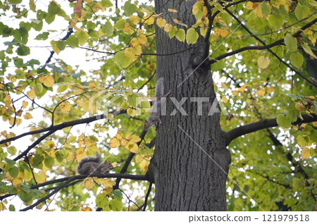 Squirrels on a tree in a city park Squirrels on a tree in a city park 121979518