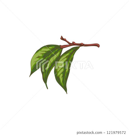 Vector illustration of sketch of fruit carambola leaves on a branch on a white background 121979572