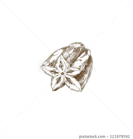 Vector element with an exotic star-shaped carambola fruit cut into pieces, made in sketch style 121979592