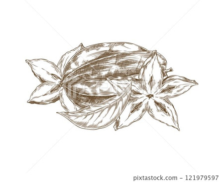 Vector carambola fruits whole and cut into pieces in shape of star with seeds, leaf 121979597