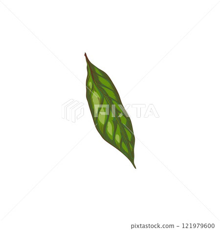 Vector illustration of a single green leaf in the style of a contour drawing 121979600