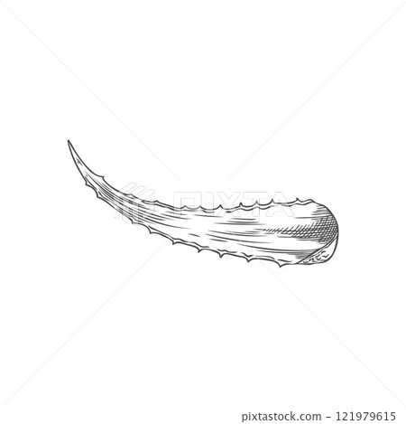 Vector element prickly aloe vera leaf in the style of a black and white sketch Vector element prickly aloe vera leaf in the style of a black and white sketch 121979615