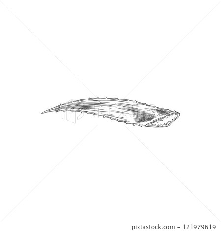 Vector element of leaf of edible aloe vera plant with long thorns in sketch style Vector element of leaf of edible aloe vera plant with long thorns in sketch style 121979619