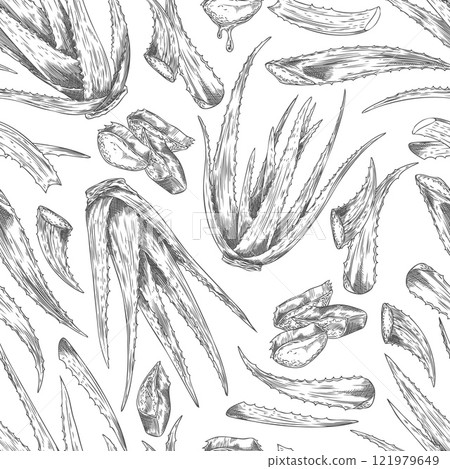 Aloe Vera plant bunch engraved sketch, prickly succulent herbal foliage, medical herb botanical vector seamless pattern 121979649
