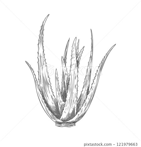 Aloe Vera plant bush engraved sketch, prickly succulent herbal foliage, medical organic herb botanical vector hand drawn 121979663