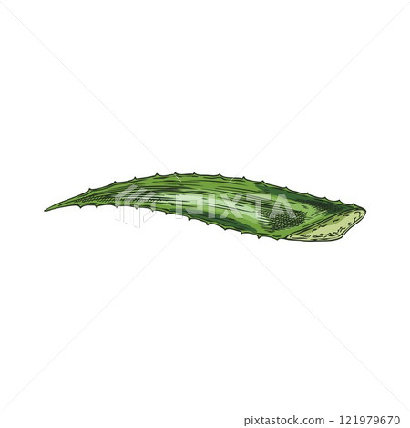 Vector image on a white background with one prickly leaf of medicinal plant aloe vera 121979670