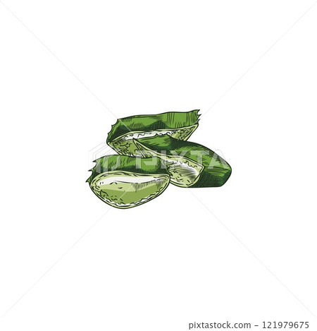 Vector image with cut pieces of a prickly leaf of the medicinal plant aloe vera 121979675