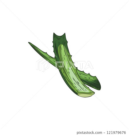 Vector image with two green and prickly leaves of a useful aloe vera plant 121979676