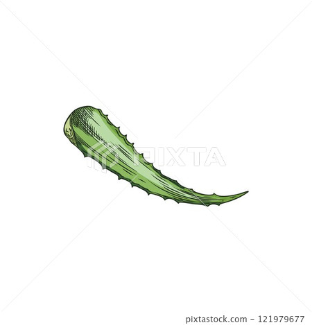 Vector image with a green prickly leaf of vitamin-rich aloe vera plant in sketch style 121979677