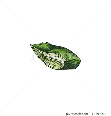 Vector image with a cut piece of aloe leaf with prickles and vitamin-rich gel inside 121979680