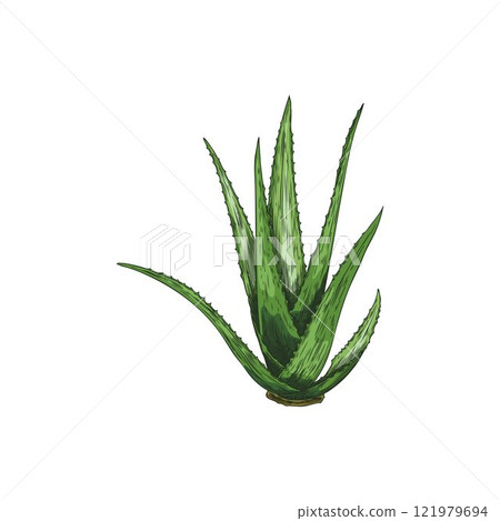 Vector image with a useful aloe vera plant with prickly green leaves on white background Vector image with a useful aloe vera plant with prickly green leaves on white background 121979694
