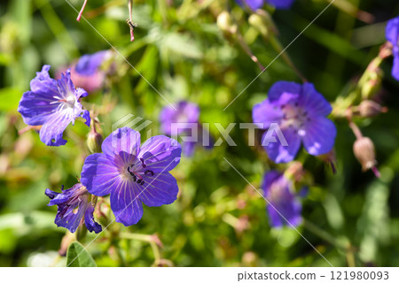 Purple flowers on the riverbank. Geranium pratense. 121980093