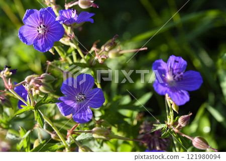 Purple flowers on the riverbank. Geranium pratense. 121980094