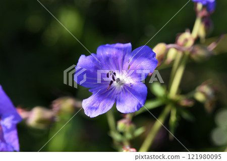Purple flowers on the riverbank. Geranium pratense. 121980095