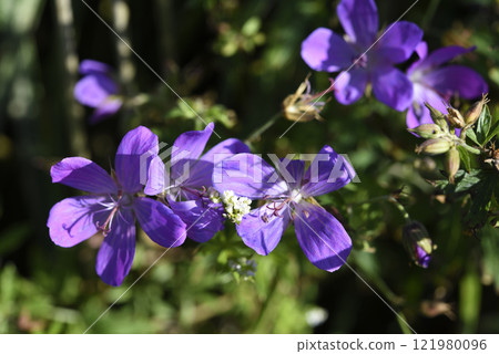 Purple flowers on the riverbank. Geranium pratense. 121980096