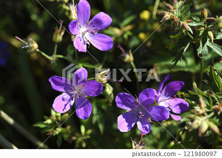 Purple flowers on the riverbank. Geranium pratense. 121980097