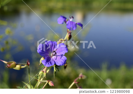 Purple flowers on the riverbank. Geranium pratense. Purple flowers on the riverbank. Geranium pratense. 121980098
