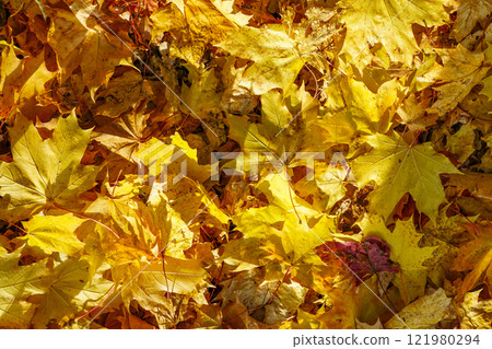 A thick layer of fallen dry yellow golden maple leaves background, autumn season atmosphere concept A thick layer of fallen dry yellow golden maple leaves background, autumn season atmosphere concept 121980294