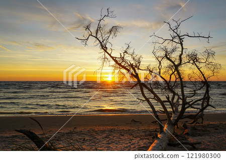 Sunrise on the Baltic Sea coast with tree trunks washed away by coastal erosion in the foreground Sunrise on the Baltic Sea coast with tree trunks washed away by coastal erosion in the foreground 121980300