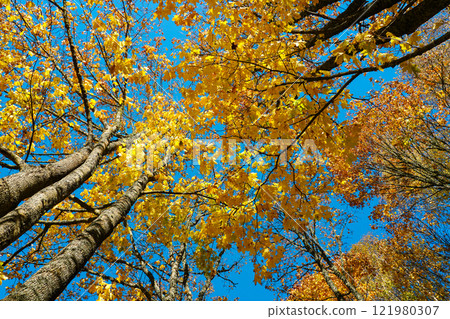Treetops with bright yellow foliage in autumn against a blue sky, view from below to top Treetops with bright yellow foliage in autumn against a blue sky, view from below to top 121980307