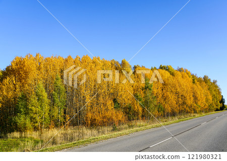 Tall trees with bright yellow leaves against a clear blue sky background, scenic autumn landscape 121980321