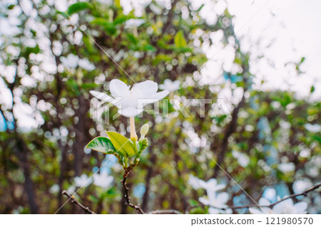 Vung Tau Beach with Blue Sky Flowers and Mother Mary Statue Scenic Coastal View with Coffee Shop Nearby High quality photo Vung Tau Beach with Blue Sky Flowers and Mother Mary Statue Scenic Coastal View with Coffee Shop Nearby High quality photo 121980570