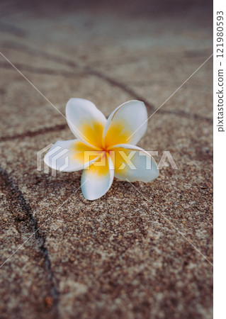 Vung Tau Beach with Blue Sky Flowers and Mother Mary Statue Scenic Coastal View with Coffee Shop Nearby High quality photo 121980593