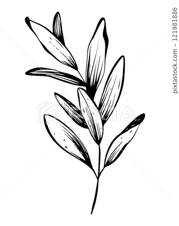 Minimal botanical illustration of herb and leave Minimal botanical illustration of herb and leave 121981886