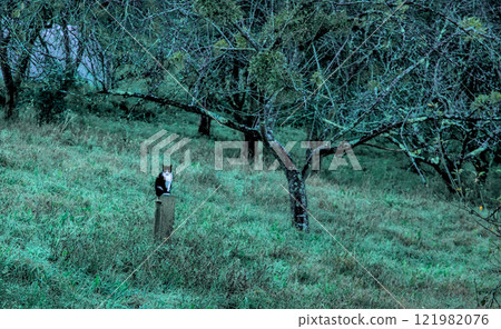 black cat guarding its territory 121982076