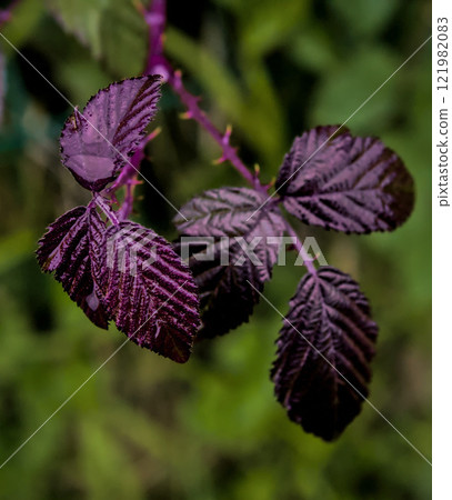purple leaves hanging 121982083