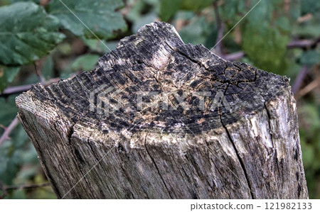 weather-eroded wood weather-eroded wood 121982133