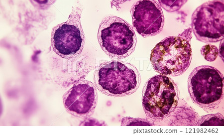 Microscopic view of purple lab cells 121982462