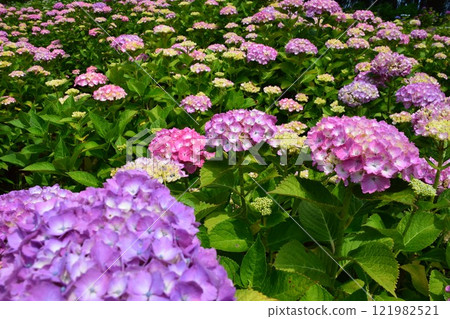 Early summer flowers Hydrangea garden Early summer flowers Hydrangea garden 121982521